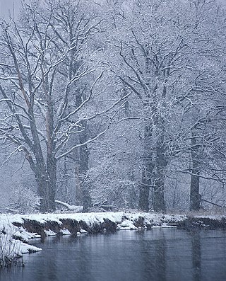 <span class="mw-page-title-main">Bryansky Les Nature Reserve</span> Nature reserve in Bryansk Oblast, Russia