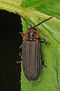<i>Eropterus trilineatus</i> Species of beetle