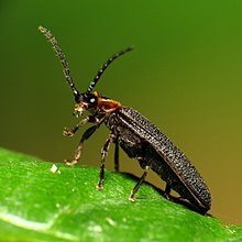 Net-alato Beetle - Flickr - treegrow (4) .jpg