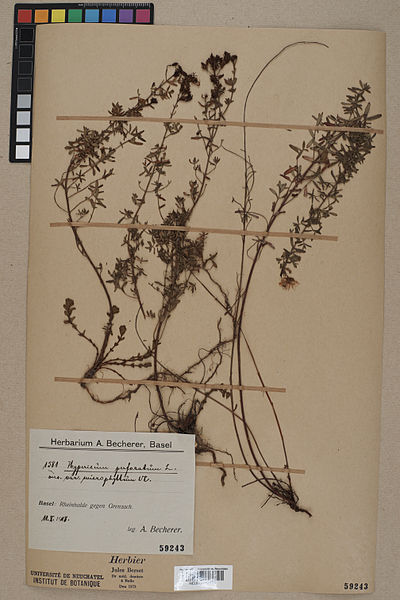 File:Neuchâtel Herbarium - Hypericum perforatum - NEU000044175.jpg