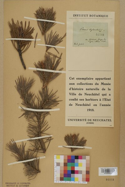 File:Neuchâtel Herbarium - Pinus sylvestris - NEU000003761.tiff