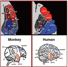 Dual stream connectivity between the auditory cortex and frontal lobe of monkeys and humans. Top: The auditory cortex of the monkey (left) and human (right) is schematically depicted on the supratemporal plane and observed from above (with the parieto- frontal operculi removed). Bottom: The brain of the monkey (left) and human (right) is schematically depicted and displayed from the side. Orange frames mark the region of the auditory cortex, which is displayed in the top sub-figures. Top and Bottom: Blue colors mark regions affiliated with the ADS, and red colors mark regions affiliated with the AVS (dark red and blue regions mark the primary auditory fields). Material was copied from this source, which is available under a Creative Commons Attribution 4.0 International License. Neurolinguistics.png