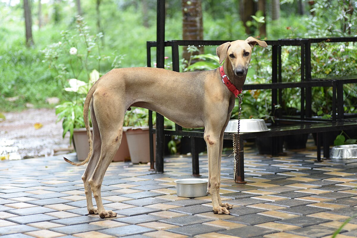 File:Nipper; 12 months old male Chippiparai dog 6.jpg - Wikimedia ...