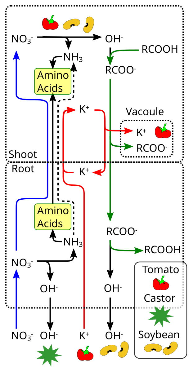 Nitrogen assimilation