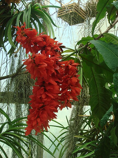 File:Non-orchid flower at American Orchid Society.JPG