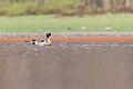 * Nomination: Northern Pintail. By User:Mildeep --Nabin K. Sapkota 06:55, 29 March 2024 (UTC) * * Review needed