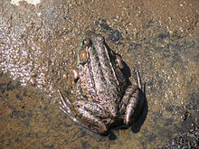 Top view, Temagami, Ontario Northern Green Frog, Sturgeon River.jpg