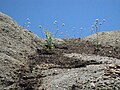 Nude buckwheat on granite (Eriogonum nudum)