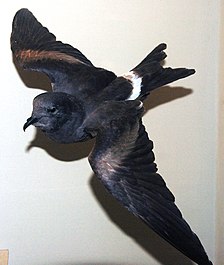 Opgezet exemplaar van het guadalupestormvogeltje (Oceanodroma macrodactyla)