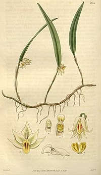 Octomeria graminifolia - Curtis' 54 (N.S. 1) pl. 2764 (1827).jpg