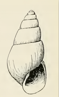 <i>Odostomia baranoffensis</i> species of mollusc