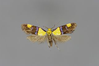 <i>Oecophora bractella</i> Species of moth