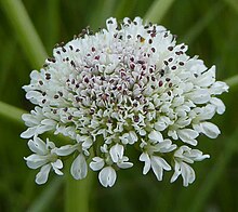 Close-up of a single flowerhead, or umbellule Oenanthe silaifolia flowers.jpg