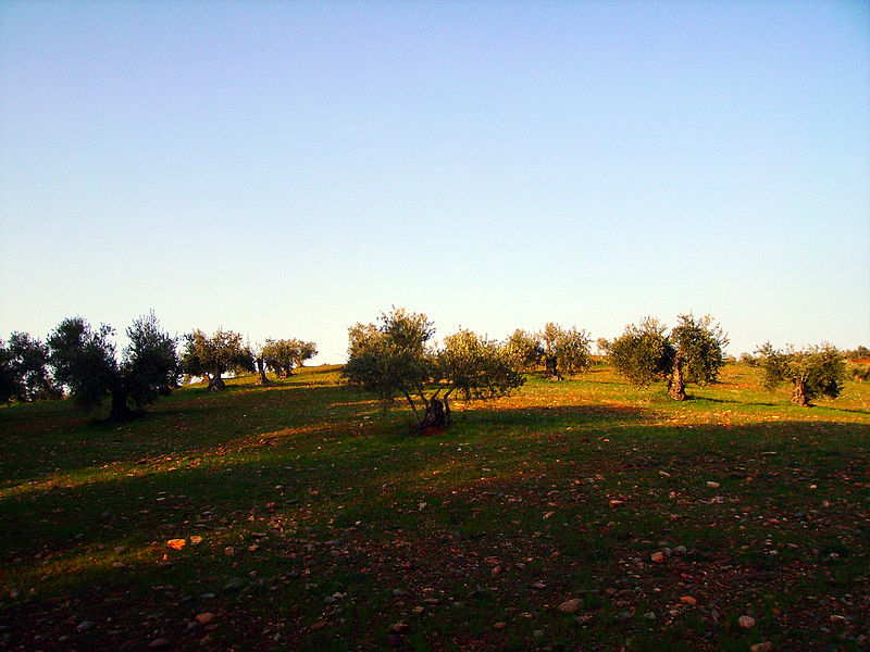 File:Olive trees on Dehesa del Generalife Park 2.JPG