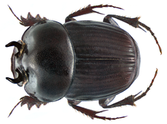 Onthophagus quadridentatus.