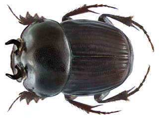 <i>Onthophagus quadridentatus</i> Species of beetle