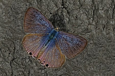 Dorsal view (Male)