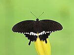 Thumbnail for File:Open wing basking position of Papilio polytes (Linnaeus,1758) – Common Mormon (Male).jpg