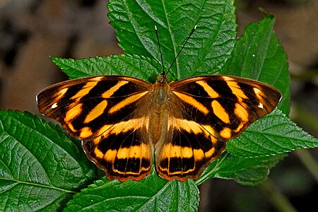 Dorsal view