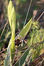 Ophrys scolopax (Ophrys bécasse, garrigue Lunel Nord)