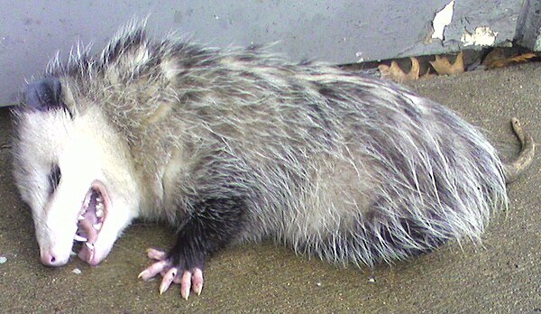 An opossum playing dead