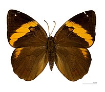 Dorsal side