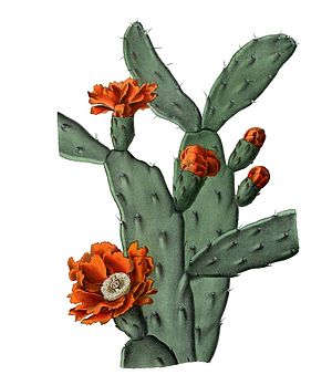 Opuntia cardiosperma panel 44 from 1903 from Blooming Cacti