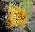 blühender Feigenkaktus (Opuntia phaeacantha var. camanchica).