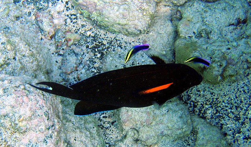File:OrangeBand Surgeonfish.jpg