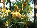 Thumbnail for Dendrobium discolor