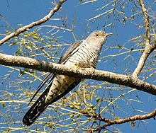 Oriental Cuckoo front Maiala.JPG