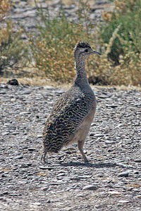 Tinamou orné (Nothoprocta ornata),