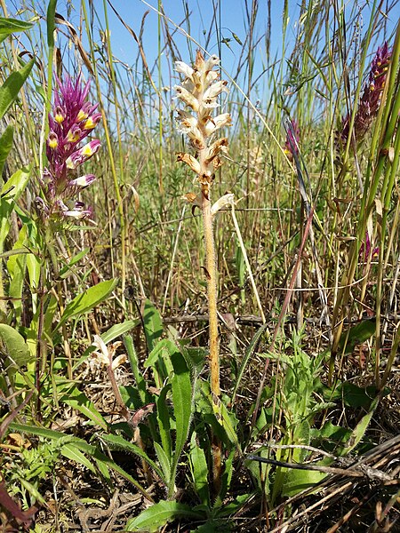 File:Orobanche picridis sl73.jpg