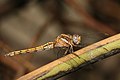 Orthetrum chrysostigma