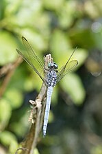 Tri-coloured Marsh Hawk Orthetrum luzonicum