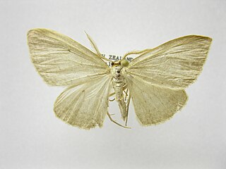 <i>Orthoclydon</i> Genus of moths