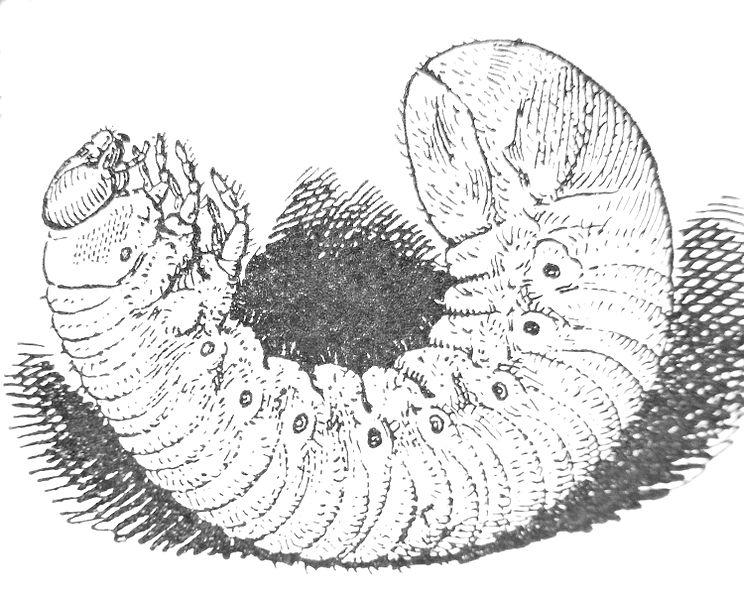File:Osmoderma eremita larva.JPG