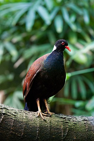 <span class="mw-page-title-main">Pheasant pigeon</span> Species of bird