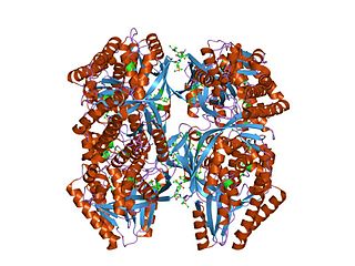 <span class="mw-page-title-main">GHMP kinase family</span>