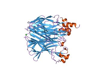 <span class="mw-page-title-main">TACI-CRD2 protein domain</span>