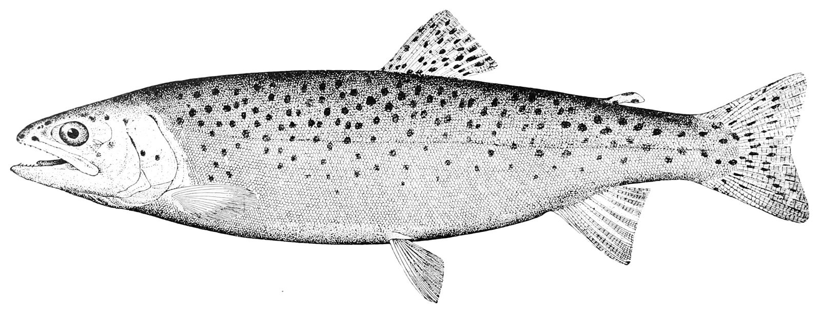 Стальноголовый лосось (Oncorhynchus mykiss Walbaum, 1972)