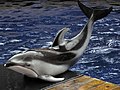 Pacific white-sided dolphin va 2.jpg