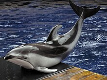 Photo of dolphin with arched tail on dock with water in background