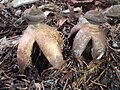 Großer Nest-Erdstern Geastrum fornicatum