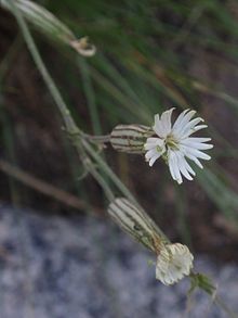 Palmers Catchfly 01 (4888961309).jpg