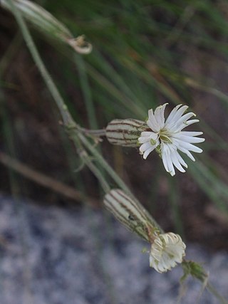 <i>Silene bernardina</i> Species of flowering plant