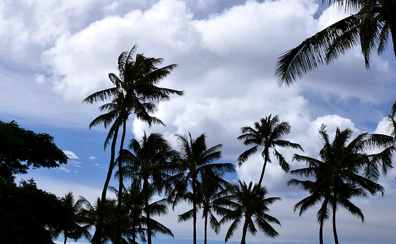 File:Palms in the Breeze (23563641350).jpg