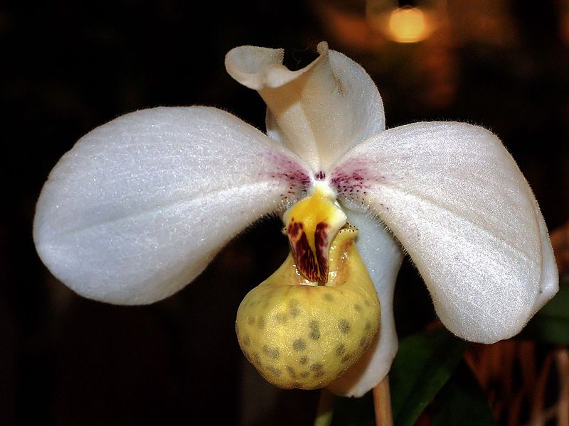 File:Paphiopedilum emersonii Orchi 078.jpg