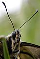 Papilio-machaon-200505-wp-1.jpg