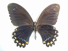 Papilio köprüsü iVerso.JPG